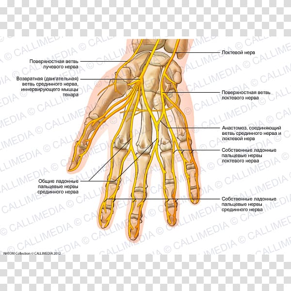 Ulnar nerve Hand Human anatomy Nervous system, hand transparent background PNG clipart