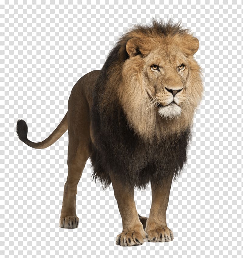 brown lion illustration, Standing Male Lion transparent background PNG clipart