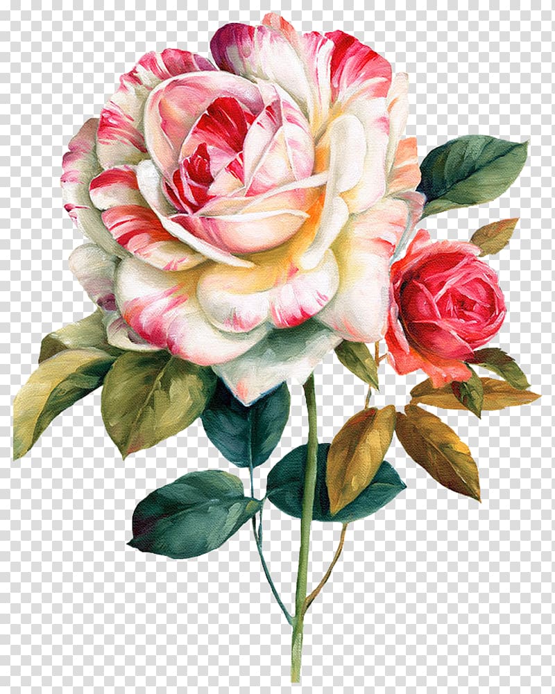 pink and red roses , Flower Watercolor painting Floral design Oil painting, watercolor flowers transparent background PNG clipart