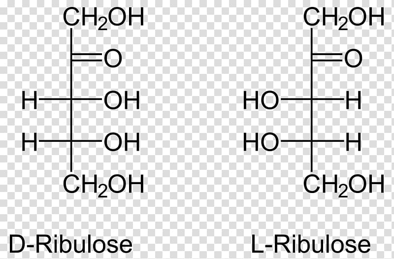 Ribulose 5-phosphate Ribose Arabinose Ribulose 1,5-bisphosphate, others transparent background PNG clipart