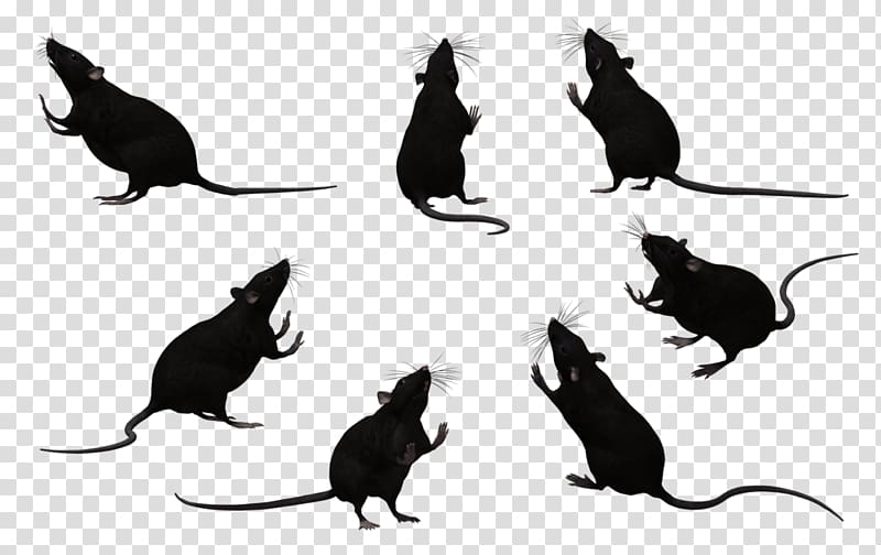 Whiskers Black rat Laboratory rat Mouse Rodent, Black Rat transparent background PNG clipart