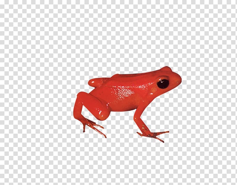 Tree frog, Red Frog transparent background PNG clipart