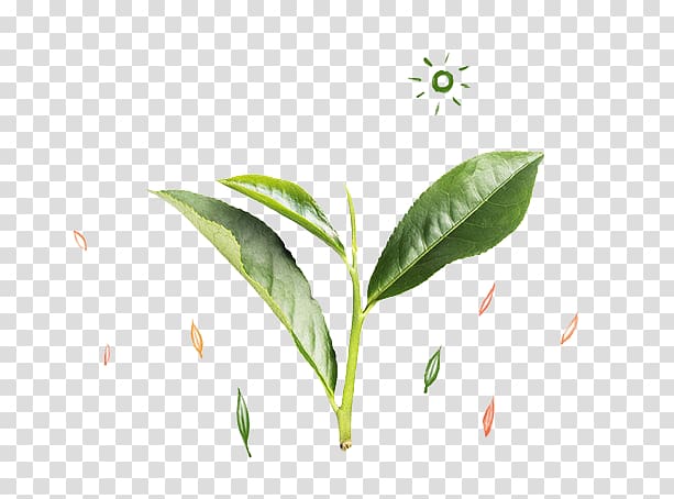 Tea Leaf Green, Fresh green leaves transparent background PNG clipart