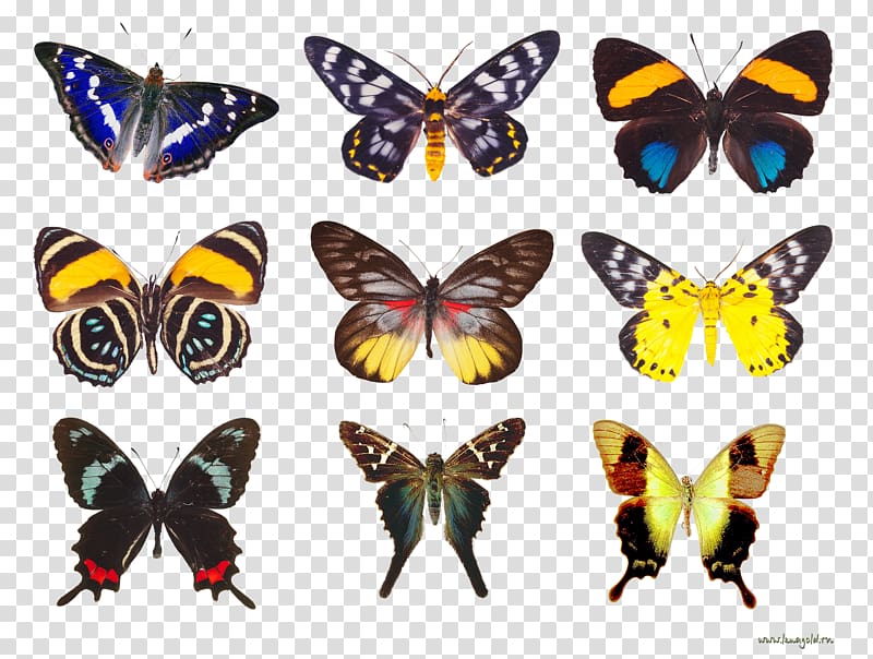 Butterfly Moth Insect Nymphalidae , butterfly transparent background PNG clipart