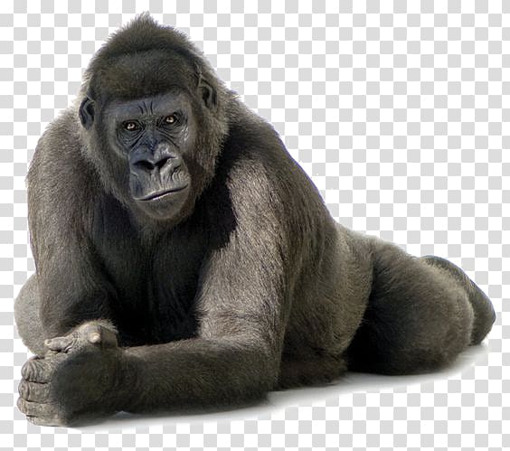 Gorillas, Black gorilla transparent background PNG clipart