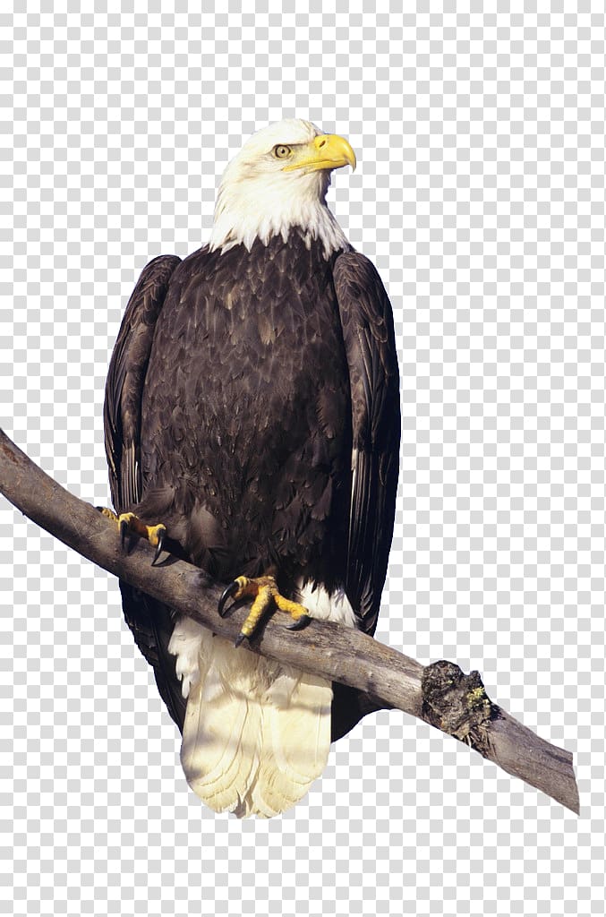 Bald Eagle Bird Hawk Feather, Eagle HD clips branches transparent background PNG clipart