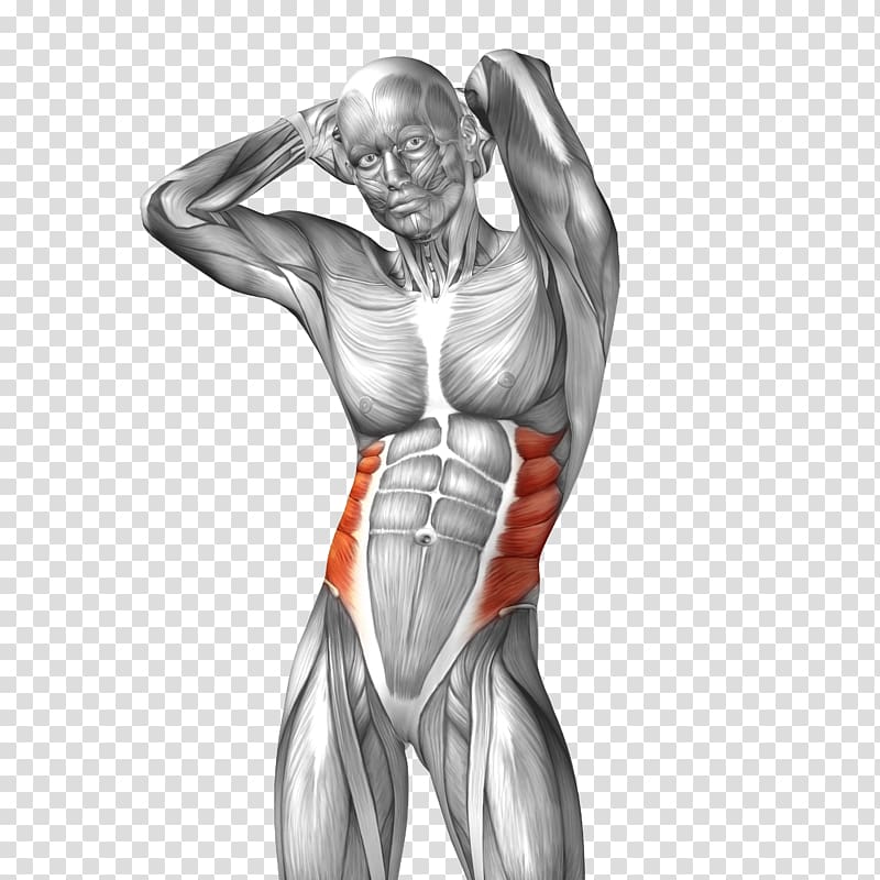 human anatomy illustration, Abdominal external oblique muscle Abdominal internal oblique muscle Rectus abdominis muscle Anatomy, Man body model transparent background PNG clipart