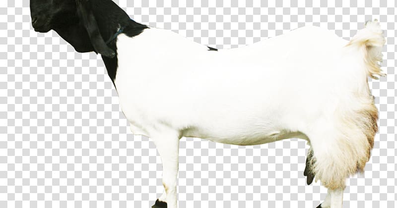 Sheep Dairy cattle Jamnapari goat Boer goat Saanen goat, sheep transparent background PNG clipart