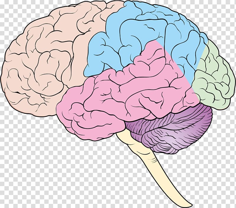 Human brain Nervous system Forebrain Cerebrum, Brain transparent background PNG clipart
