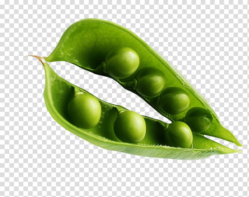 Pea Edamame Vegetarian cuisine Lima bean Consumer Food Costs: Measuring the Food Dollar, pea transparent background PNG clipart