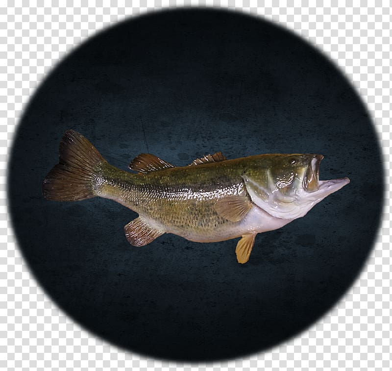 Perch Fish Bass guitar, large mouth bass transparent background PNG clipart