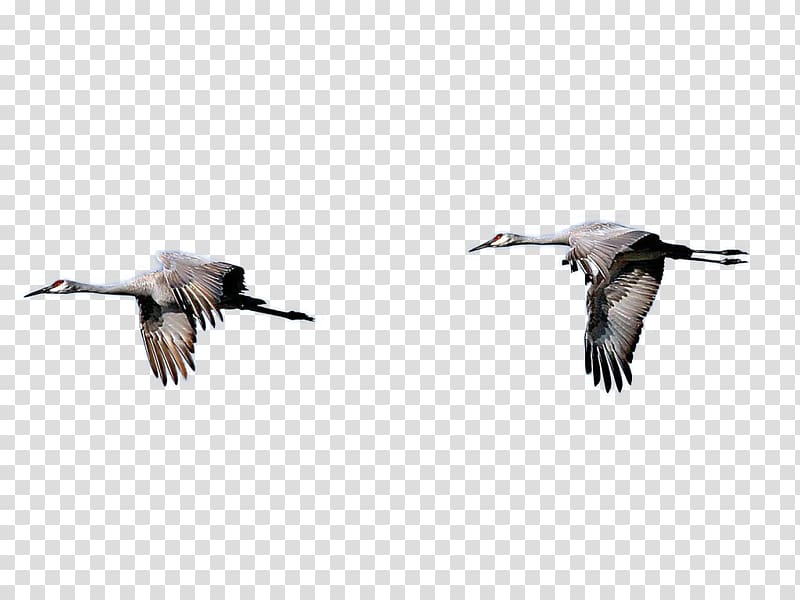 flying crane transparent background PNG clipart