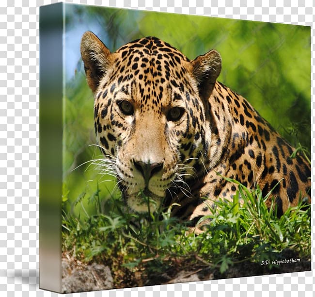 Leopard Jaguar Cheetah Canvas print Whiskers, leopard transparent background PNG clipart