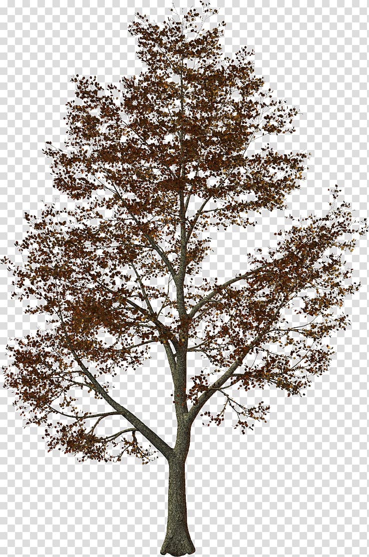 Stone pine Tree Light Oak, tree transparent background PNG clipart