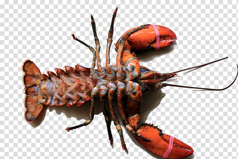 Lobster Palinurus Shrimp Procambarus clarkii Food, Lobster material transparent background PNG clipart