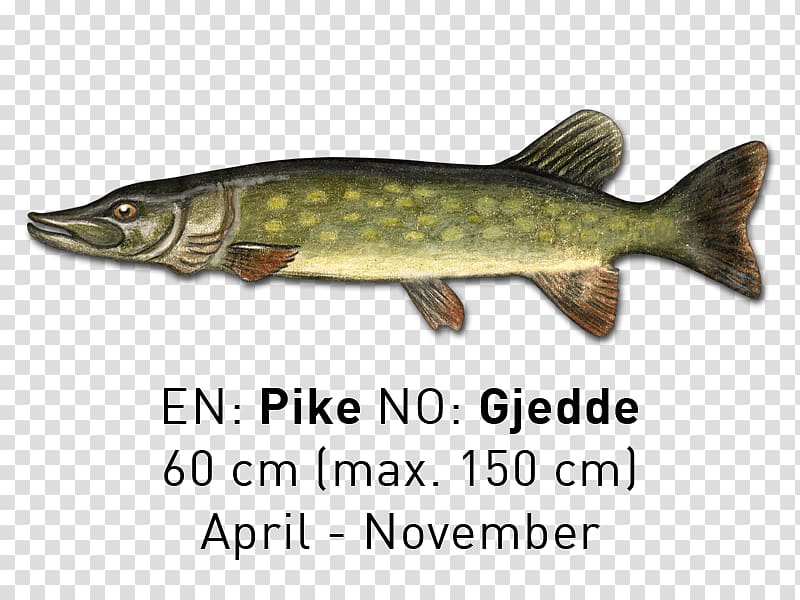 Salmon Northern pike Trout 09777 Fish products, rivers and lakes transparent background PNG clipart