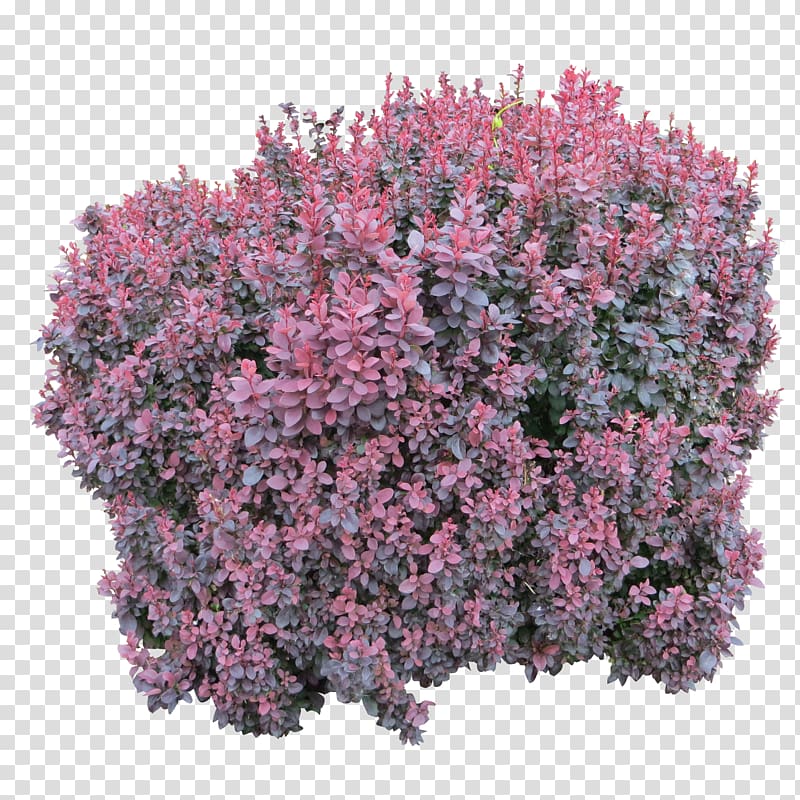 Bushes transparent background PNG clipart