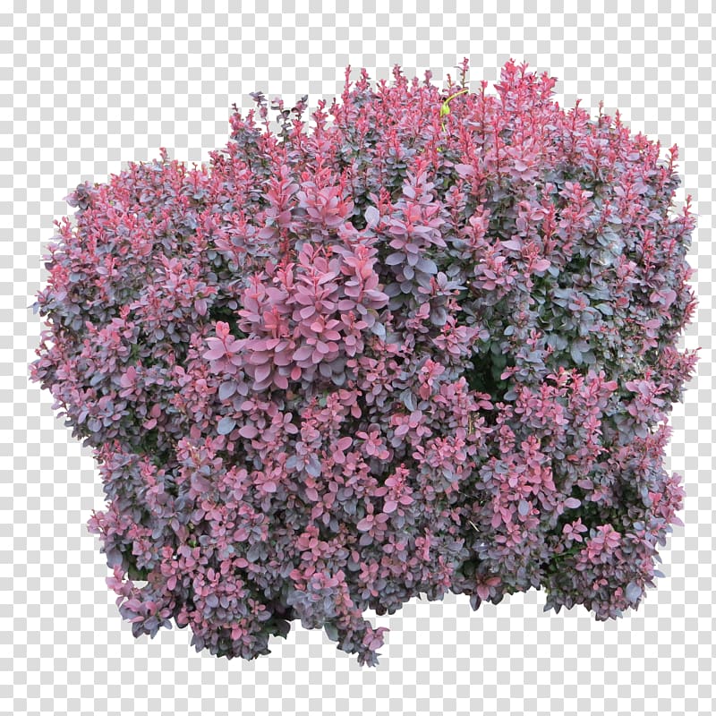 pink-and-gray flowers illustration, Shrub Computer file, Bush transparent background PNG clipart