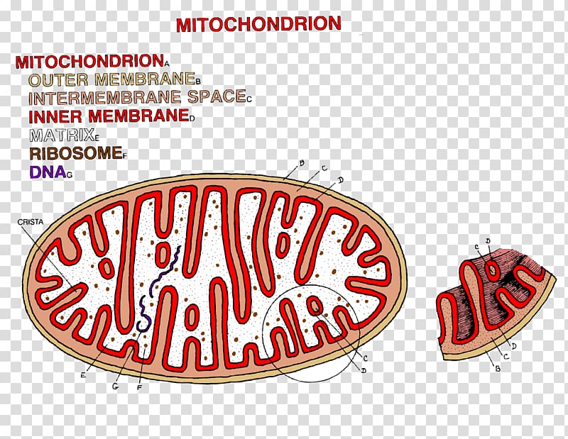 mitochondria clipart color