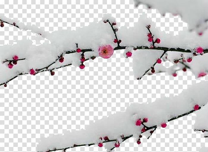Snow Plum blossom ud5a5uae30ub098ub294 ud3b8uc9c0 Food Daum, Plum blossom branches transparent background PNG clipart