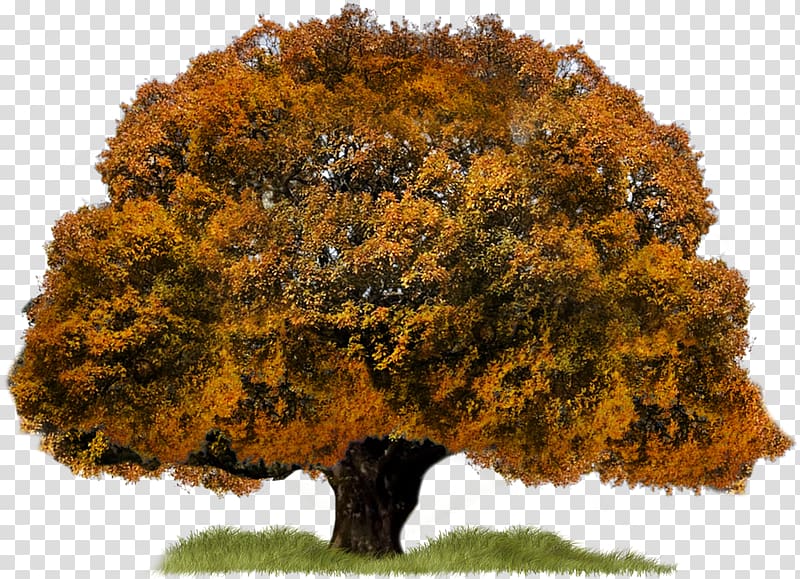 Tree WebP , tree transparent background PNG clipart