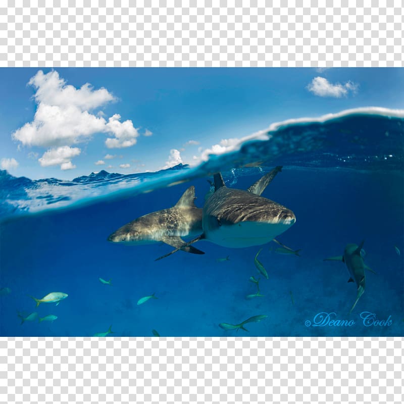 Requiem sharks Caribbean reef shark Great white shark Fin, reef shark transparent background PNG clipart