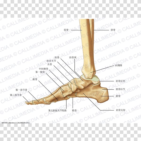 Foot Bone Anatomy Human body Human leg, chinese bones transparent background PNG clipart