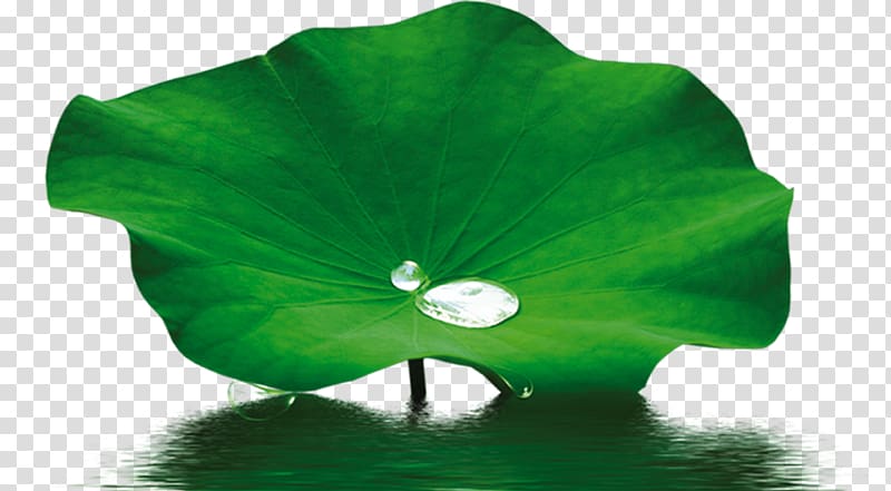wet green leafed plant, Petal Leaf Nelumbo nucifera Lotus effect, Water droplets lotus leaf transparent background PNG clipart
