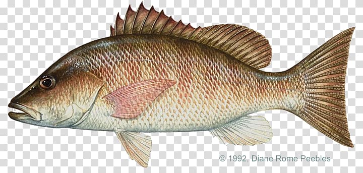 Mangrove snapper Northern red snapper International Game Fish Association Fishing, Fishing transparent background PNG clipart