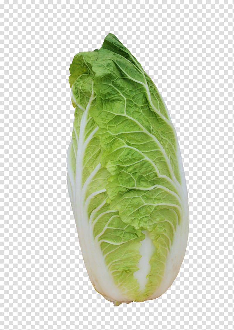 Romaine lettuce Napa cabbage Spring greens Chinese cabbage, Cabbage transparent background PNG clipart