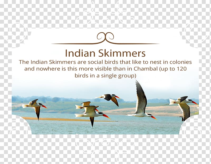 Chambal River National Chambal Sanctuary Indian skimmer Skimmers Bird, Bird transparent background PNG clipart
