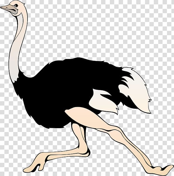 Ostrich transparent background PNG clipart