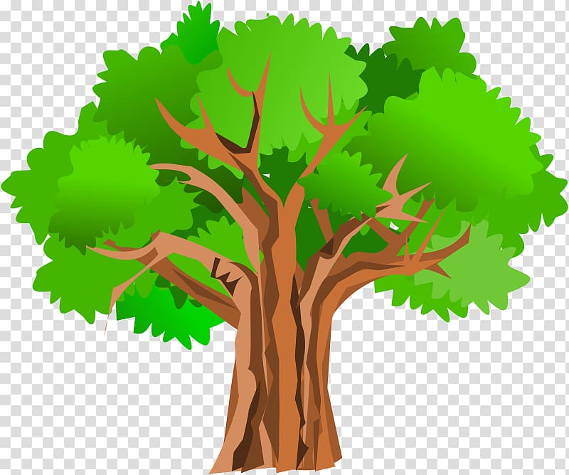 Tree Giant sequoia Oak , Summer Tree transparent background PNG clipart