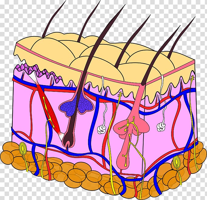 Epidermolysis bullosa Skin Gene therapy Anatomy , Anatomy Of skin transparent background PNG clipart