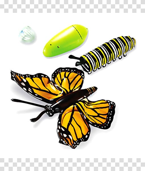 Monarch butterfly Biological life cycle Metamorphosis Biology, butterfly transparent background PNG clipart