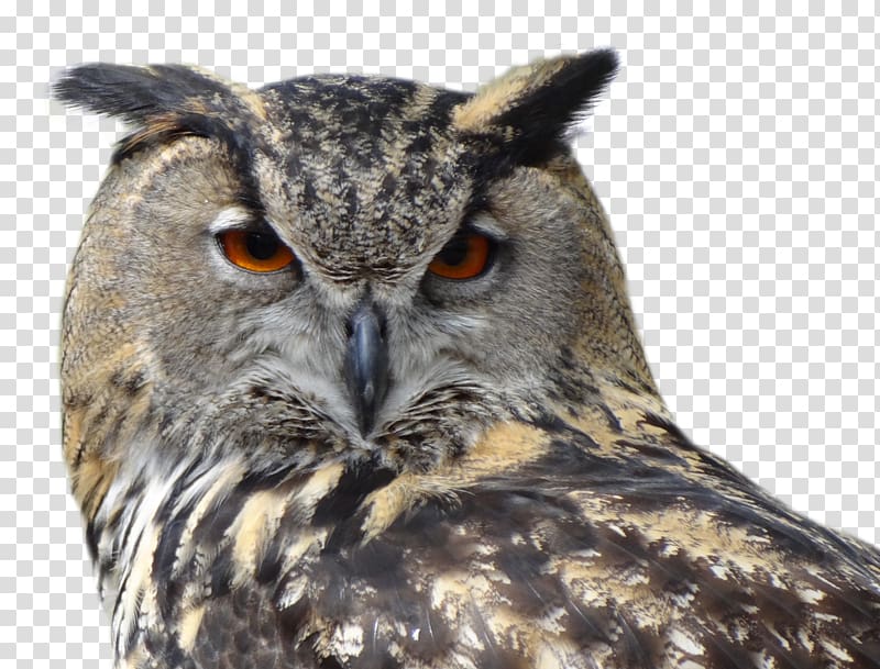 Eurasian eagle-owl Bird Snowy owl, Owl transparent background PNG clipart