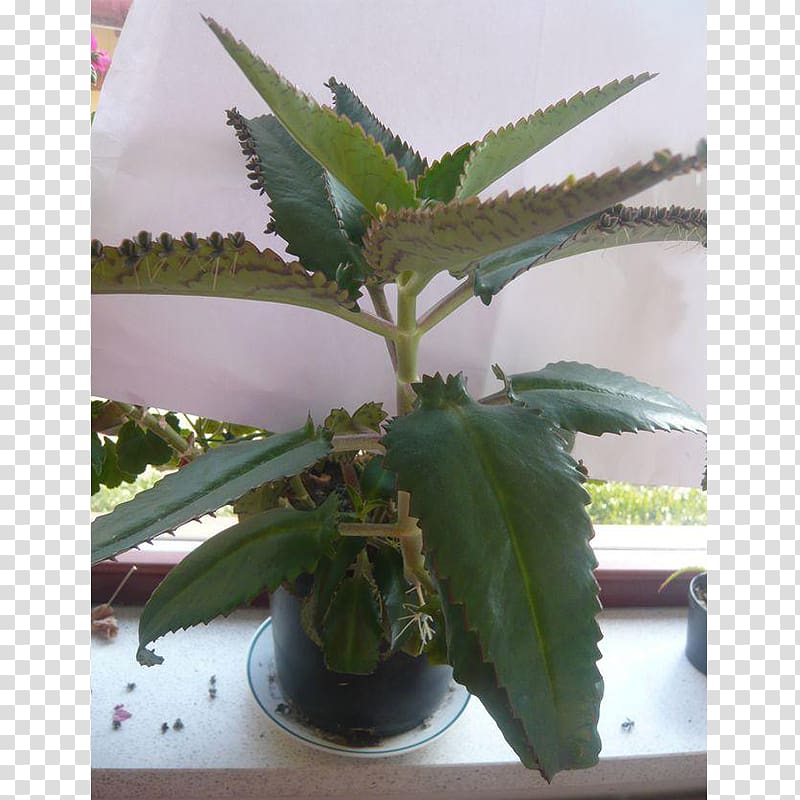 Bryophyllum daigremontianum Houseplant Succulent plant, plant transparent background PNG clipart