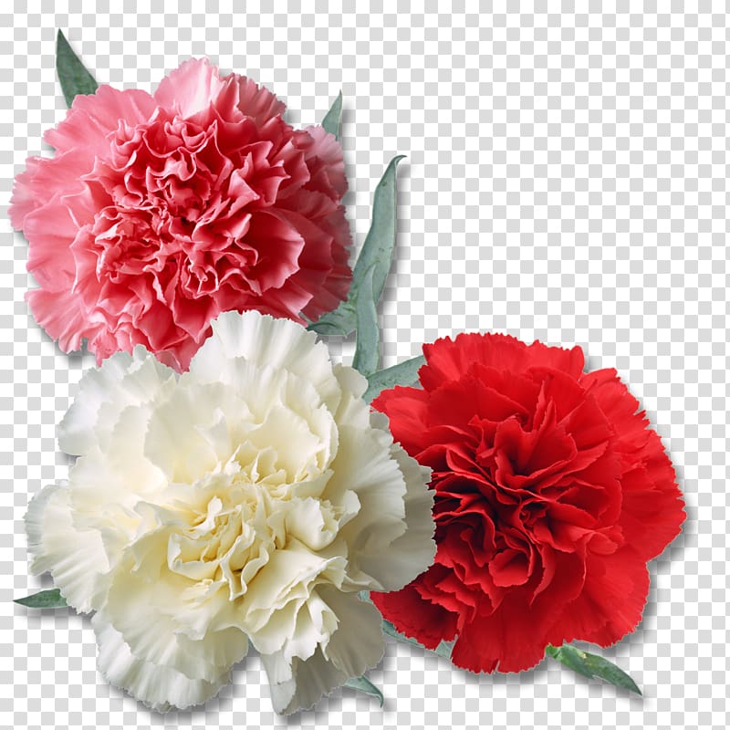 three carnations transparent background PNG clipart