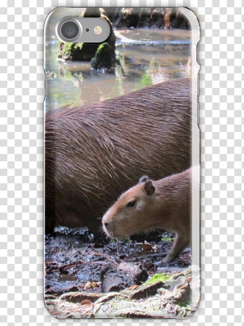 Capybara Otter Fauna Snout Wildlife, capybara transparent background PNG clipart