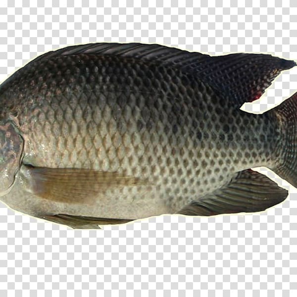 Nile tilapia Fish farming Food, fish transparent background PNG clipart