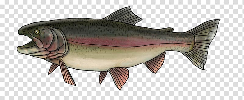 Salmon Rainbow trout Sea trout Oily fish, peche transparent background PNG clipart