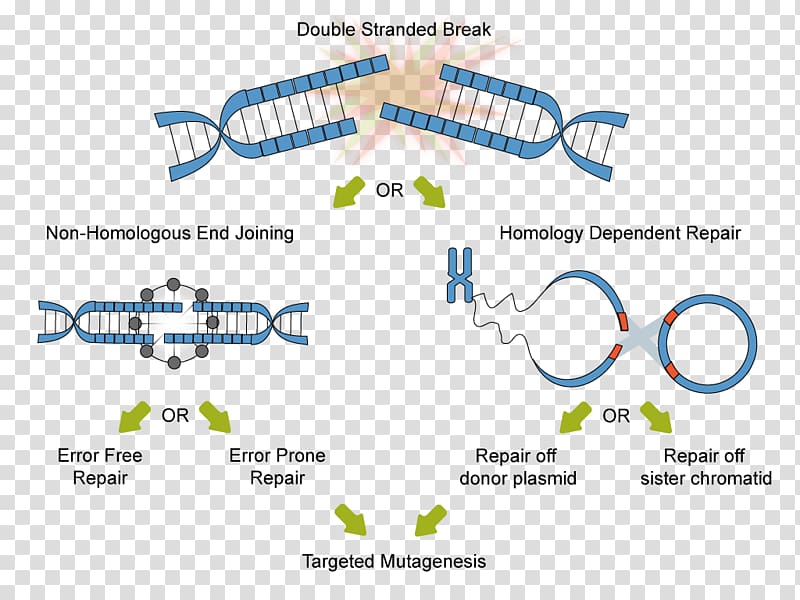 Technology CRISPR Non-homologous end joining Homology directed repair DNA repair, technology transparent background PNG clipart