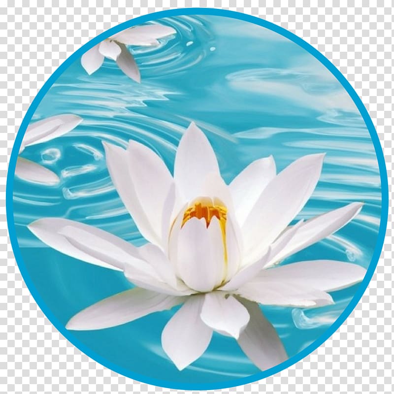 Flower Desktop White Blue Nelumbo nucifera, lotus flower transparent background PNG clipart