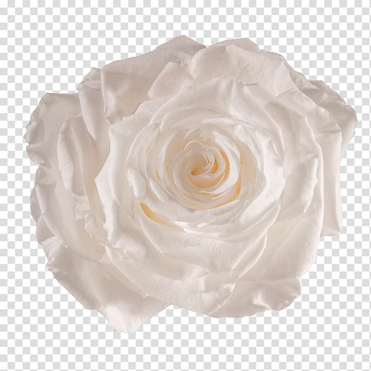 Centifolia roses Flower preservation White Garden roses, white roses transparent background PNG clipart