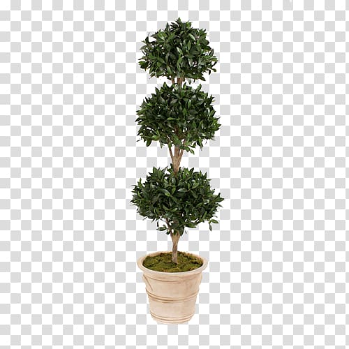 Green plants potted evergreen tree transparent background PNG clipart