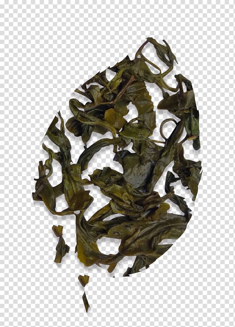 Nilgiri tea Assam tea Camellia sinensis Oolong, longjing green tea transparent background PNG clipart