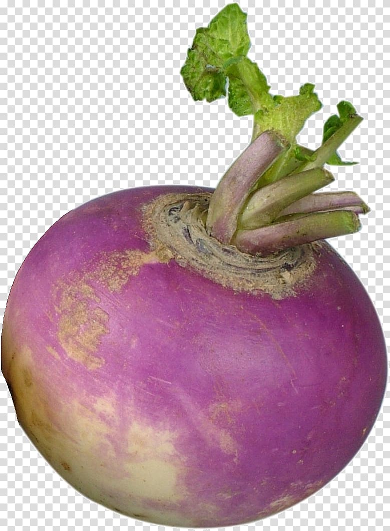 Turnip Shalgam Rutabaga Vegetable Radish, turniphd transparent background PNG clipart