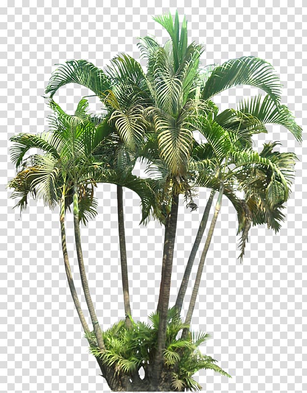 Areca palm Arecaceae Dypsis decaryi Subtropics, tree transparent background PNG clipart