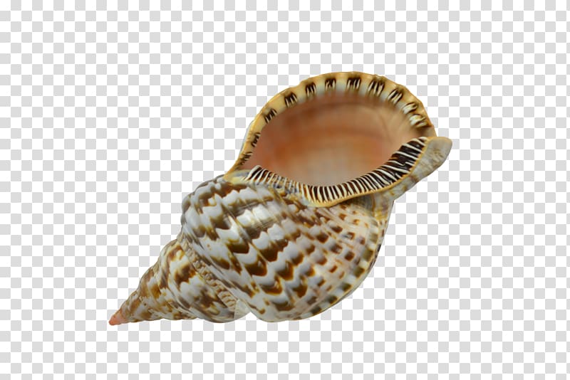 Seashell Cockle Lobatus gigas Conchology Charonia, seashells transparent background PNG clipart