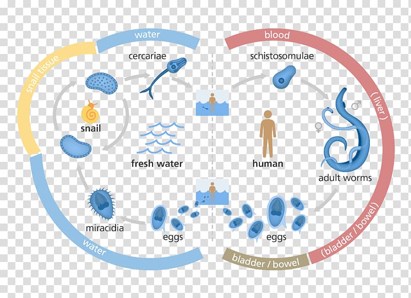 Schistosoma mansoni Schistosoma japonicum Schistosoma haematobium Schistosomiasis Biological life cycle, christmas fig. transparent background PNG clipart